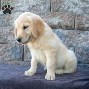 Max, Golden Retriever Puppy